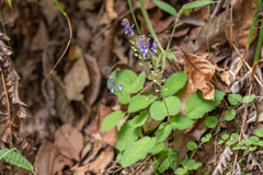 Scutellaria discolor