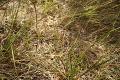 Caladenia corynephora