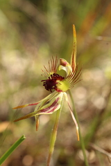 Caladenia corynephora