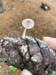 Mycena seynii
