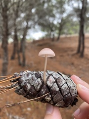 Mycena seynii