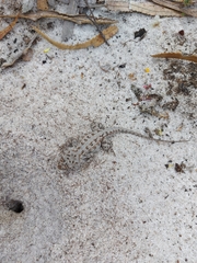 Ctenophorus adelaidensis