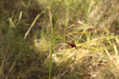 Cryptostylis ovata