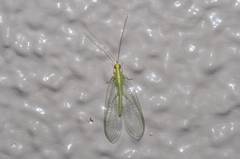 Chrysoperla nipponensis