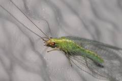 Chrysoperla nipponensis