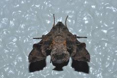 Neogurelca himachala