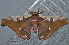 Saturnia jonasii jonasii