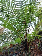 Dryopteris affinis borreri