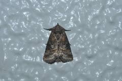 Abrostola abrostolina