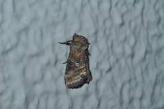 Abrostola abrostolina