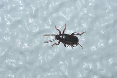 Allecula melanaria