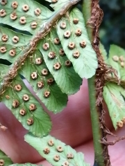 Dryopteris affinis borreri