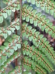 Dryopteris affinis borreri