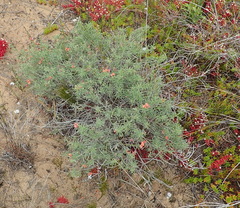 Indigofera candicans
