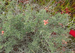 Indigofera candicans
