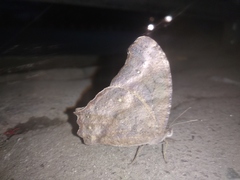 Melanitis leda