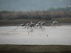 Mycteria leucocephala