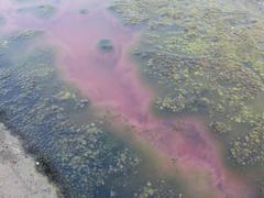 Archaea
