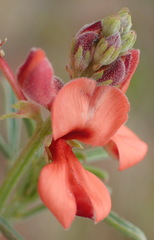 Indigofera candicans