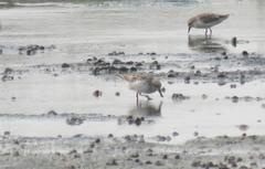 Calidris pygmaea