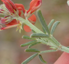 Indigofera candicans