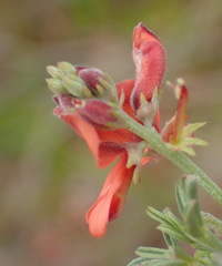 Indigofera candicans
