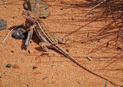 Ctenophorus spinodomus