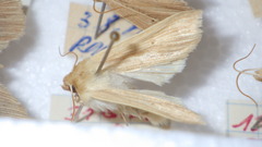 Mythimna pallens