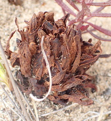 Hyobanche sanguinea