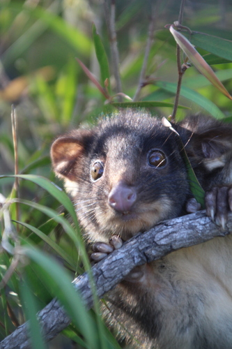 Western Ring-tailed Possum