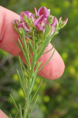 Polygala ericifolia