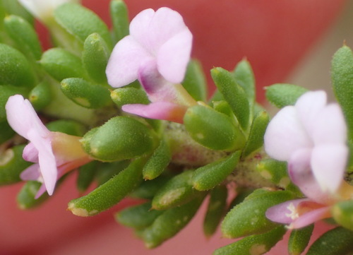 Image of Muraltia saturejoides by (c) Nicola van Berkel, some rights reserved (CC BY-SA)