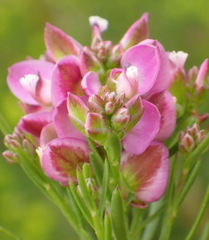 Polygala ericifolia