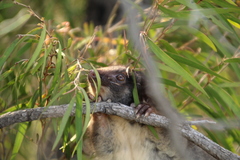 Pseudocheirus occidentalis