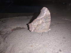 Melanitis leda
