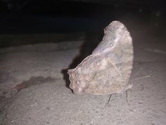 Melanitis leda