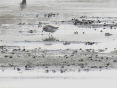 Calidris pygmaea