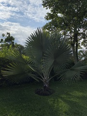 Bismarckia