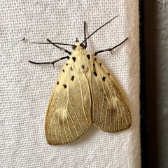 Asota iodamia