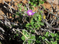 Drosanthemum karrooense