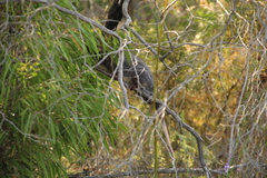 Pseudocheirus occidentalis