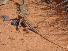 Ctenophorus spinodomus