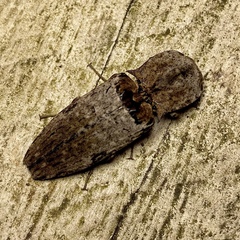 Cryptalaus prosectus