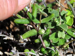 Drosanthemum karrooense