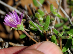 Drosanthemum karrooense