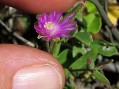 Drosanthemum karrooense