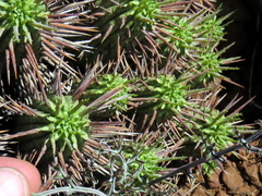 Euphorbia ferox
