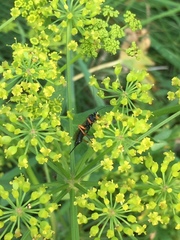 Pimpla rufipes