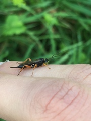 Pimpla rufipes