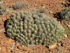 Euphorbia ferox